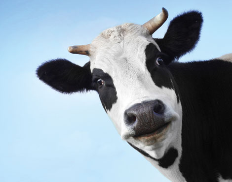 Lactose-Fructose-Unverträglichkeit/Intoleranz