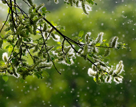 Allergien-Heuschnupfen-Nahrungsmittelunverträglichkeiten